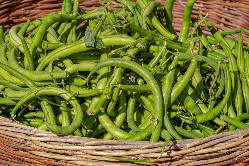 Bush beans in a basket